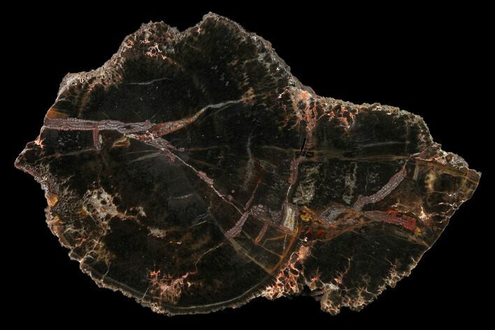 Triassic Petrified Wood (Conifer) Slab - Utah #166518